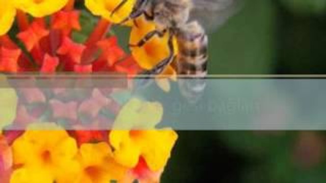 gesi bağları ceylan süper amatör ses türkü dinle