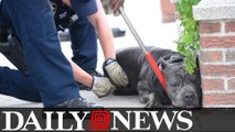 Pit bull mastiff tranquilized after scaring Brooklyn residents