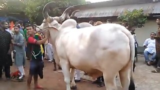 Beautiful Big Bull, Cow Mandi, Kick of bull - Eid ul Adha - New Video