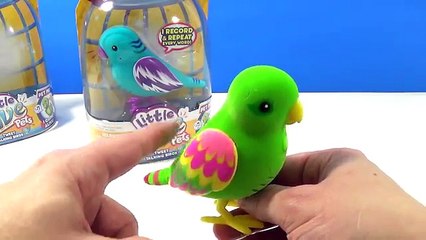 Et des oiseaux petit vivre animaux domestiques examen en chantant Parlant Romeo juliette | tweet