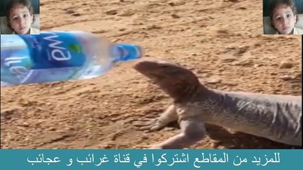 ضب يتوسل الماء من رجل في صحراء السعودية