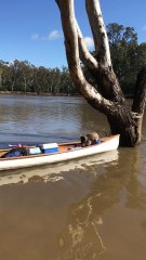 Rescuing a Cute Koala Part 2