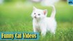 Cat Videos - Funny Cats - Funny Cat Videos - Kitten Videos - Funny Kitty Videos - Cats For Pets - P2