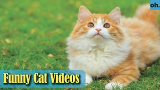 Cat Videos - Funny Cats - Funny Cat Videos - Kitten Videos - Funny Kitty Videos - Cats For Pets - P3