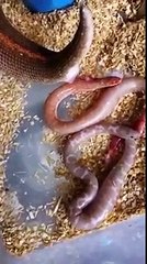 Bất ngờ vì hiện tượng trăn đẻ con kỳ lạ