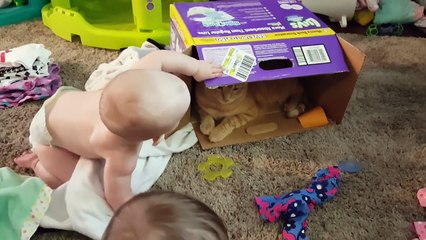 Funniest Pets of the Week Compilation August 2017 | Funny Pet Videos