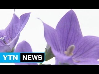 [영상] 슈퍼 도라지 꽃 '만개' / YTN