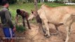 Amazing Top Breed Cow Malaysia VS Lao - How Man Breds Cows Style Life