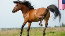 How horses' toes turned to hooves