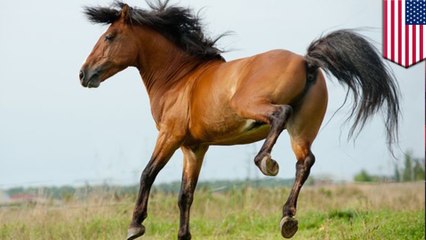 How horses' toes turned to hooves