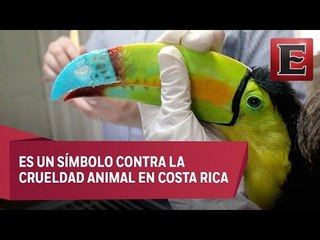 Tucán luce pico nuevo gracias a una prótesis impresa en 3D