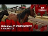 Maltrato en La Granja Primera Entrega: Maltrato animal en el Parque Ecológico Cuitláhuac