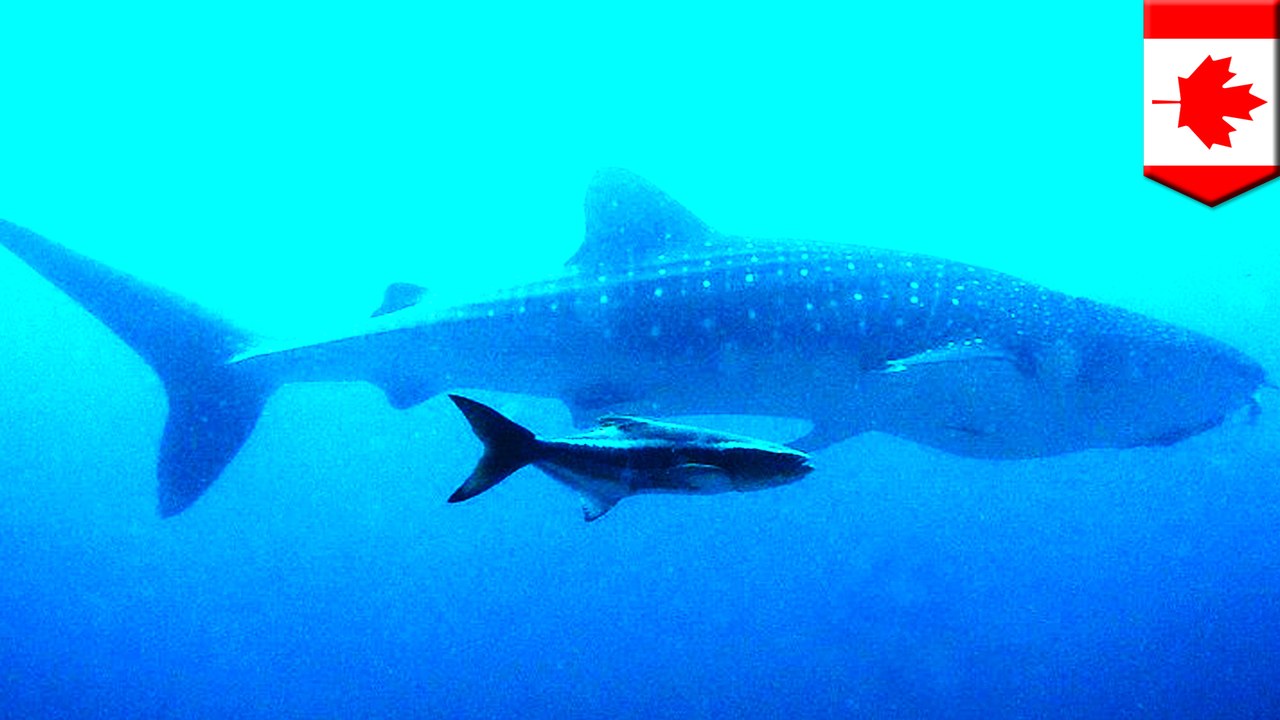Climate change might be making fish smaller