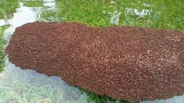 Ai cũng ngỡ ngàng khi biết tảng đất đang trôi giữa dòng nước này thực chất là gì