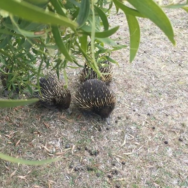 Echidnas Form 'Love Train' Around New South Wales Woman