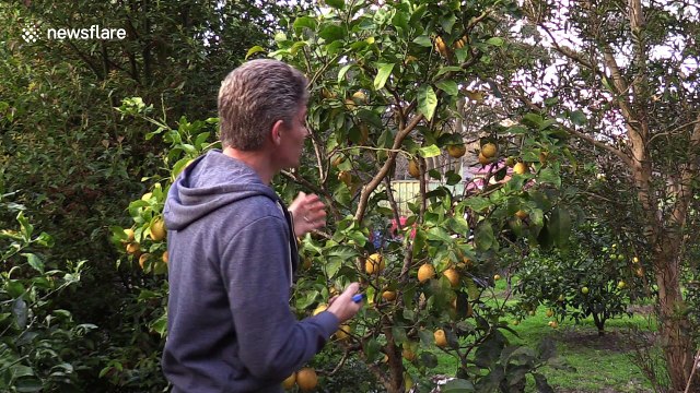Science teacher shows how to charge a mobile phone using lemons