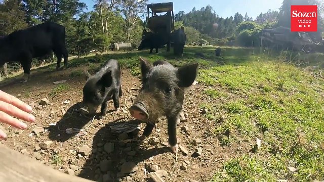 Bir gezginin gözünden Yeni Zelanda