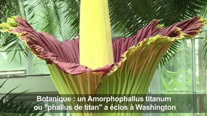 Botanique : un "Phallus de Titan" impressionne à Washington