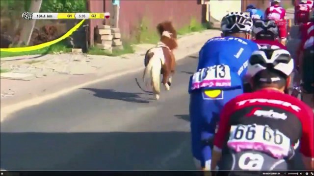 Ce poney est bien décidé à finir la course avec les cyclistes