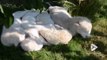 Voici 4 bébés lions blancs : magnifique et adorable