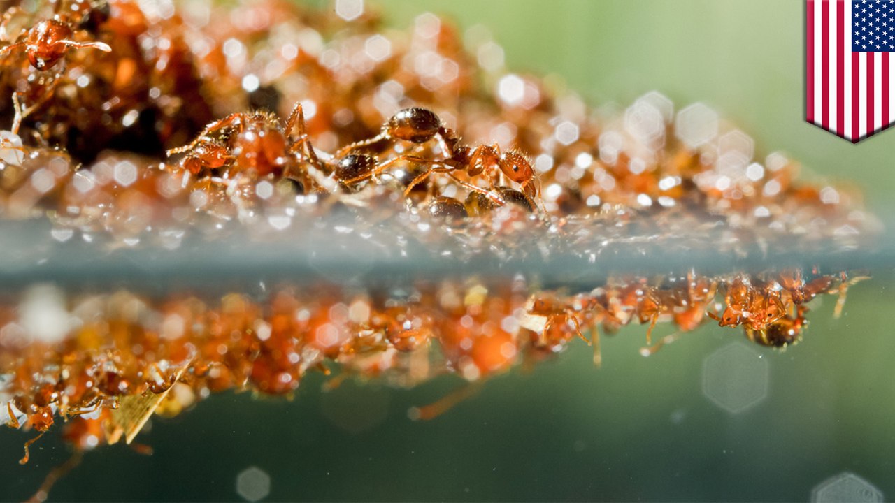 How fire ants survive floods