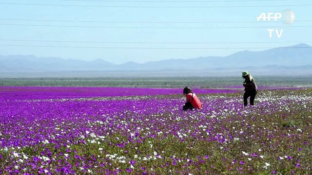 Chile: World's driest desert in bloom after heavy rains