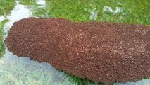 Ouragan Harvey : des fourmis tentent de survivre grâce à une incroyable technique