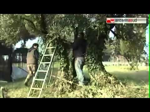 17.01.14 Nuova Pac, gli olivicoltori lanciano l'allarme