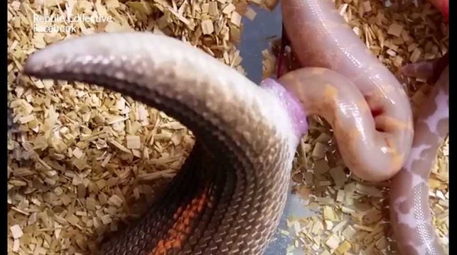 La mise au monde d'une portée de serpents est aussi perturbante que vous l'imaginez