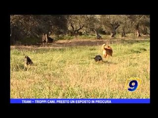 Trani | Troppi cani, presto un esposto della Procura