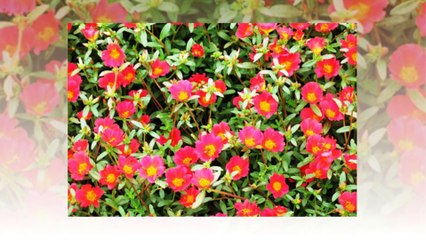 Moss-rose purslane flowers - Icon of the time !