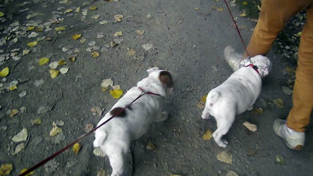 chiots Bulldog Anglais Edenbull's