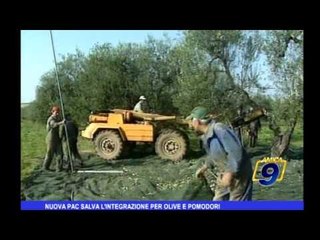 Nuove PAC salva l'integrazione per olive e pomodori