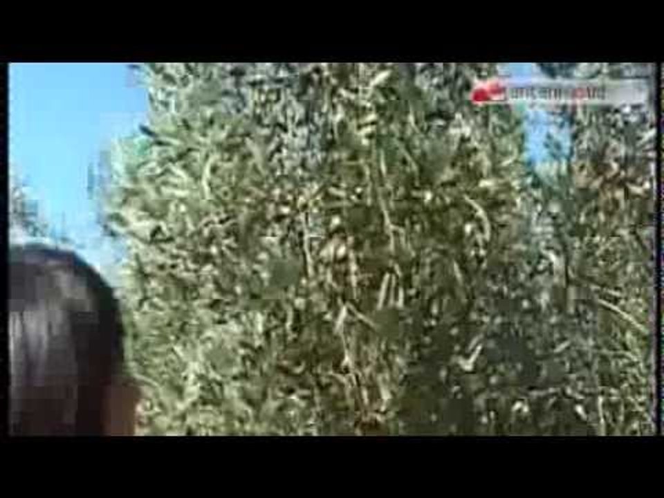 TG 18.02.14 Ulivi: piano anti xylella, l'Unione europea promuove la Puglia
