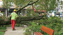 Haute-Savoie : Chute d’un arbre en plein centre-ville d'Annecy