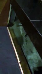 Şevket Çoruh: Göz yaşlarımı tutamıyorum, hıçkıra hıçkıra küfrediyorum