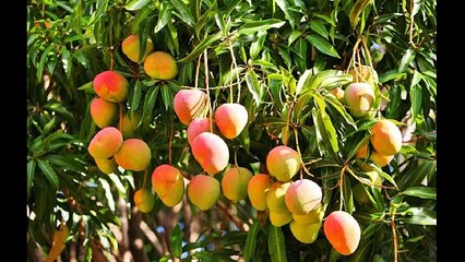 45 ярких и вкусных причин попробовать манго