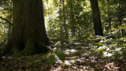 LIntelligence des Arbres  Bande-annonce