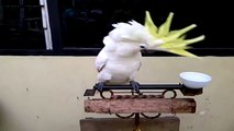 dancing parrot white cockatoo part 3