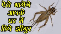 Jhingur, Cricket Noises: ऐसे भागेंगे आपके घर में छिपे झींगुर | BoldSky