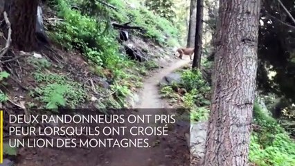 Des promeneurs tombent nez à nez avec un puma !