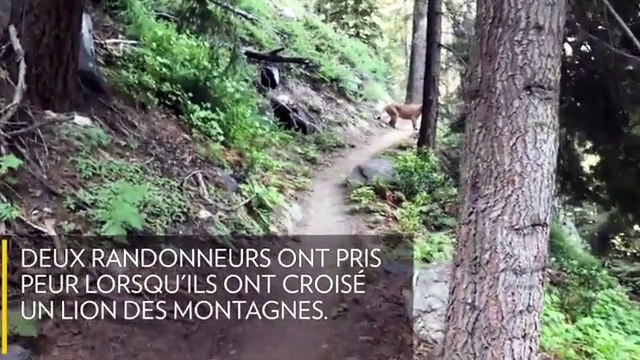 Des promeneurs tombent nez à nez avec un puma !