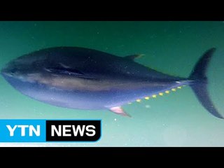 '양식' 참다랑어, 2018년 식탁에 오른다 / YTN