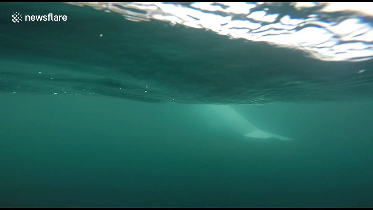 Kayakers have amazing encounter with beluga whales in Norway
