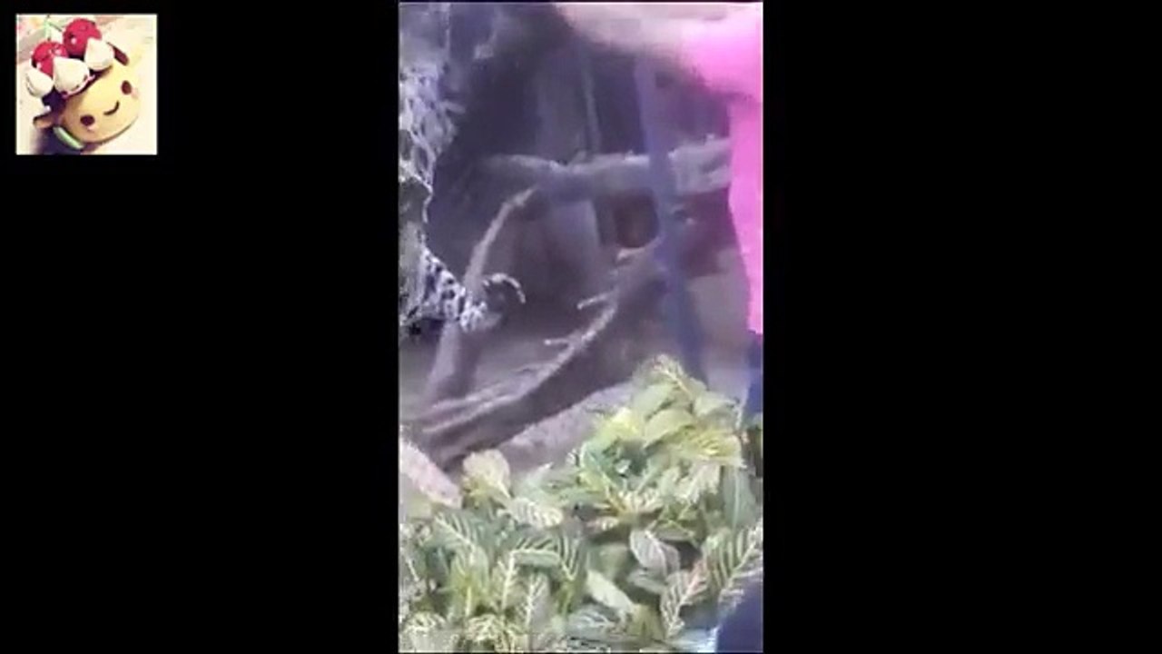 玻利維亞的一個動物園，一個路過的家庭拍下了這起事件。