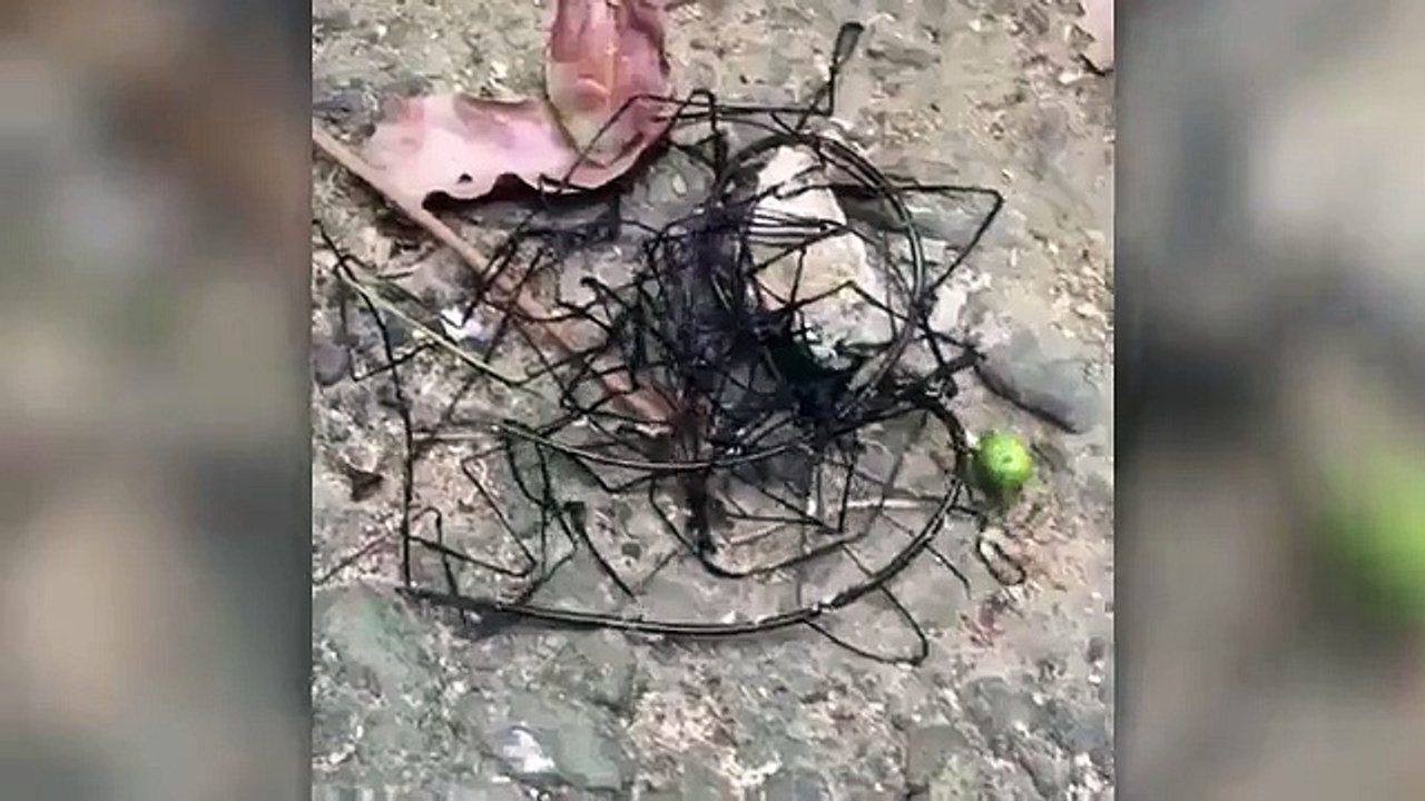 Elle découvre une créature mystérieuse et non-identifiée à Taïwan