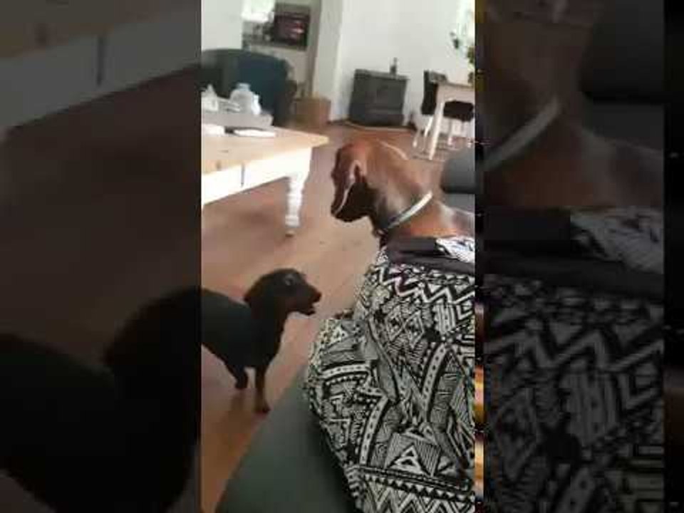 Enthusiastic Dachshund Just Wants to Play