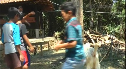 Isi Libur Sekolah, Anak-Anak di Semarang Mandikan Kambing Kurban
