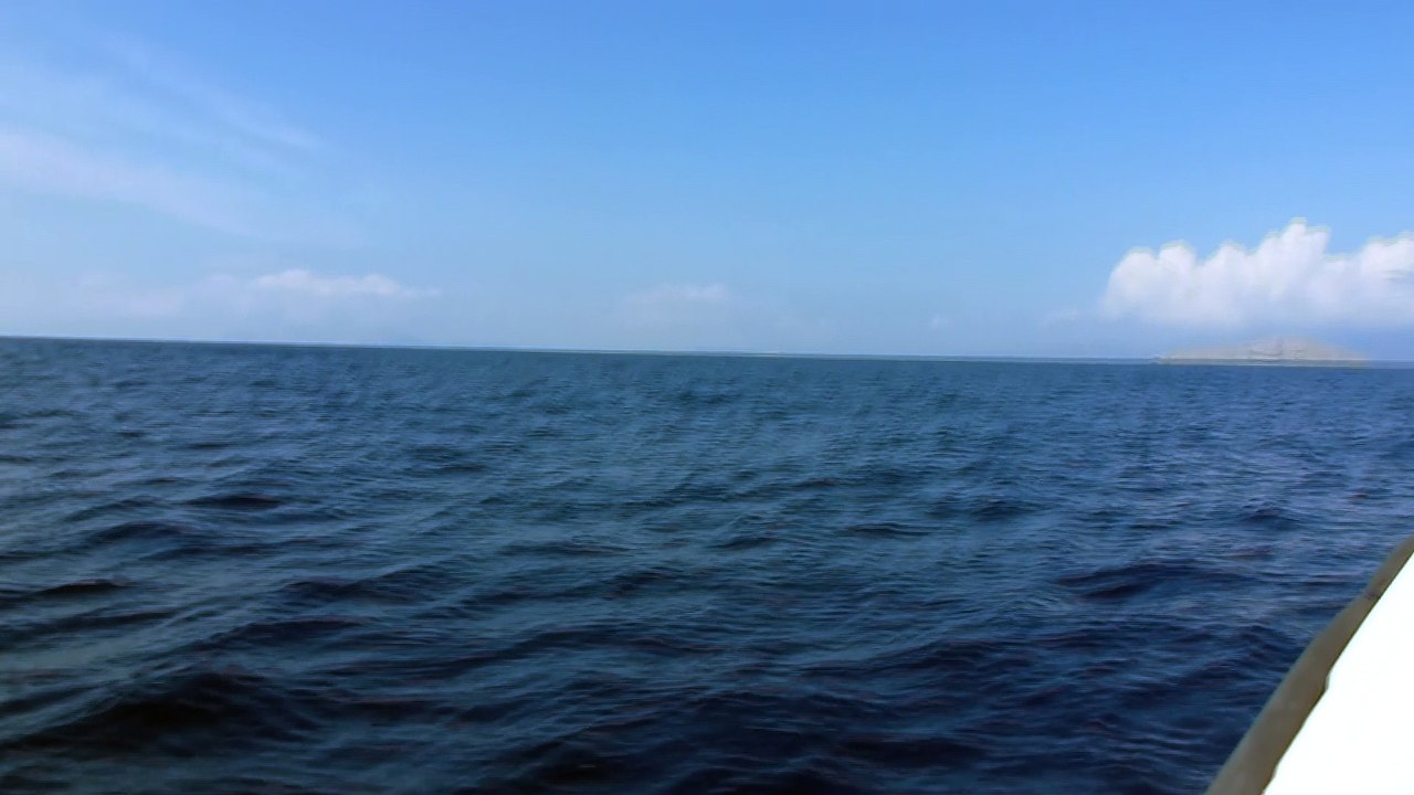 Delfinek
