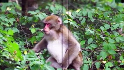 信濃路梓川　森昌子 Mori Masako　1a